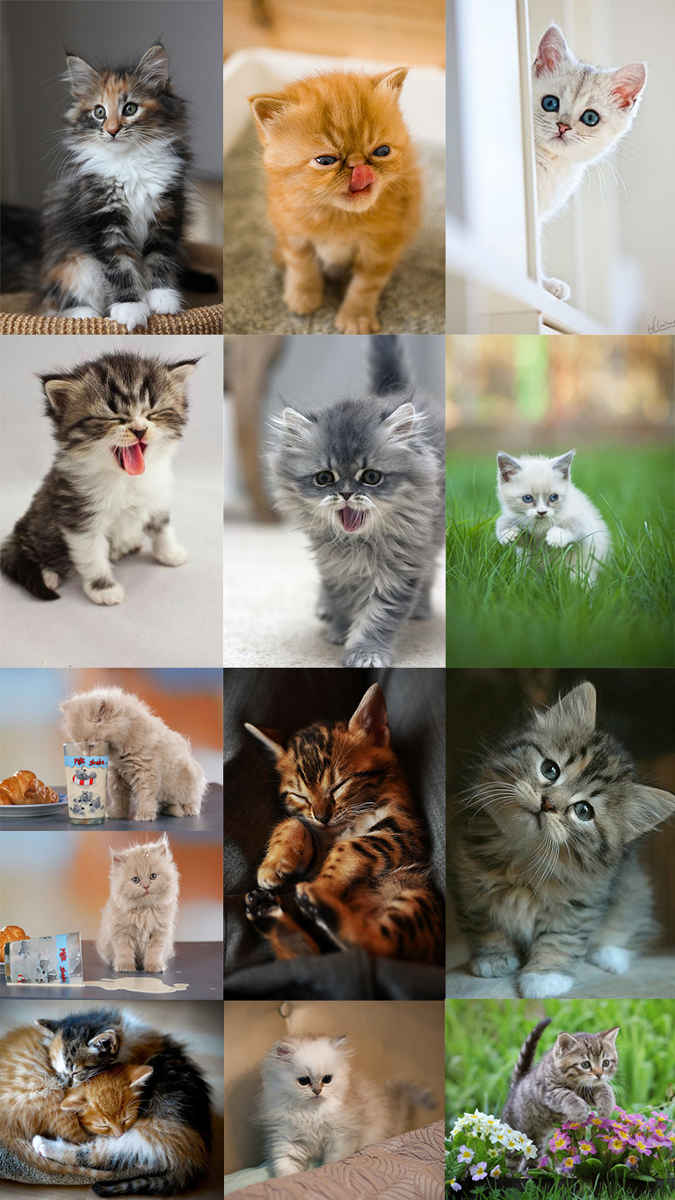 Montage of cute cats