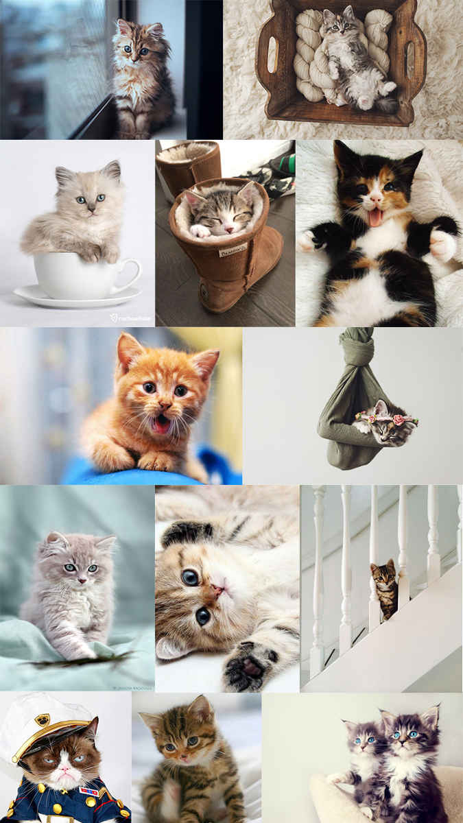 Montage of cute cat pictures