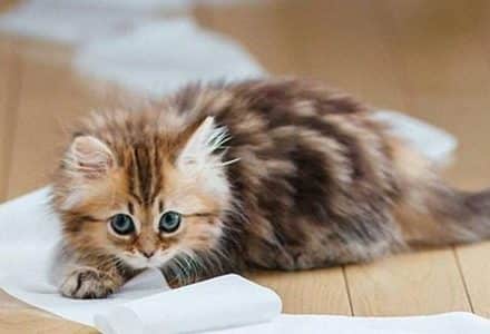 Kitten