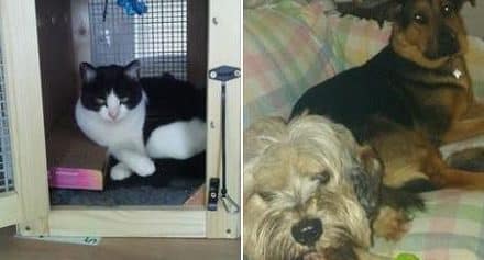 montage of cat and dogs in transit