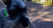 close up of dogs face