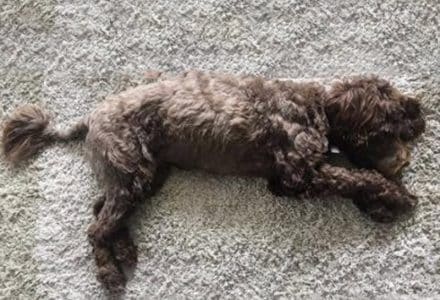 fluffy dog on a fluffy carpet
