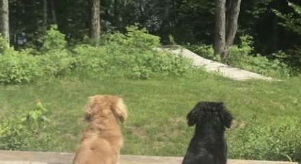 2 dogs looking out at garden