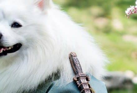 white fluffy dog