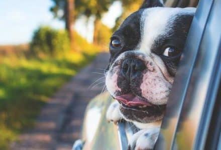 dog with head out of the window
