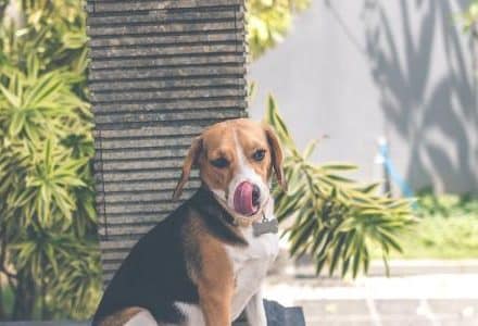 dog sitting in front of pillar ourside