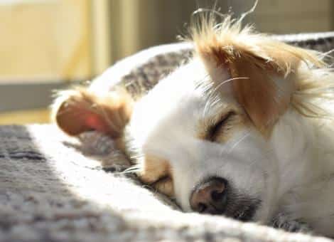 dogs face asleep laying on cushion