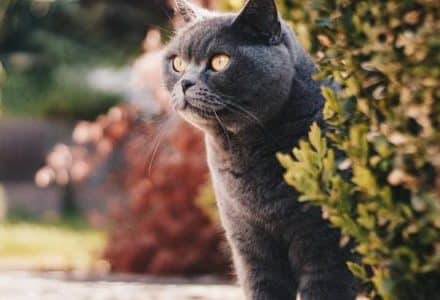 grey cat sitting behind a bush with face sticking out