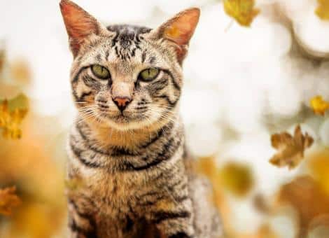 tabby cat with green eyes looking at the camera with leaves in backgroun