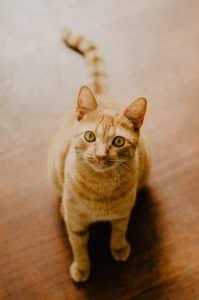 cat staring up