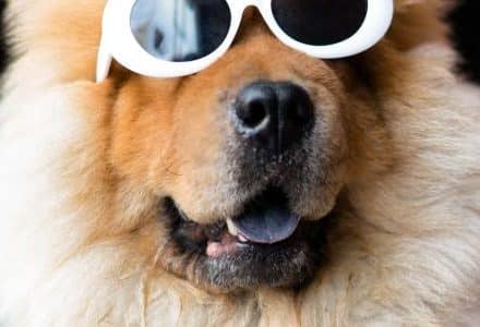 dog with sun glasses