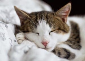 cat asleep