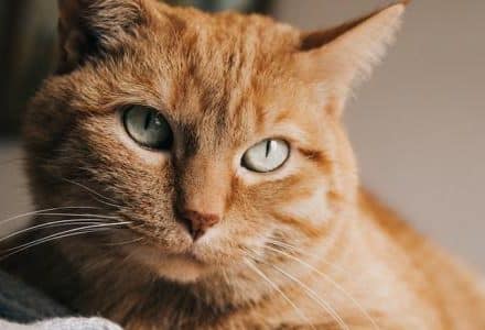 close up of ginger cat