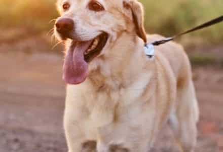 golden dog on a lead with tongue out