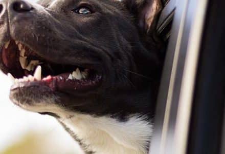 dog sticking head out of car window