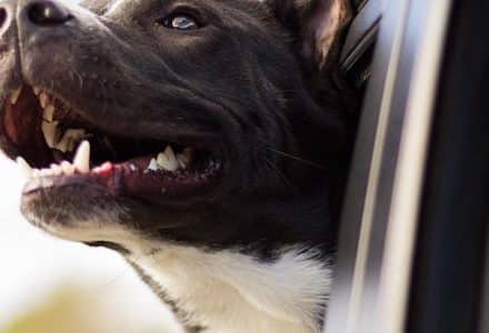 dog with his head out of the window