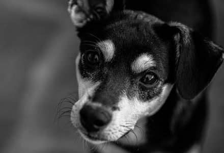 black and white small dog