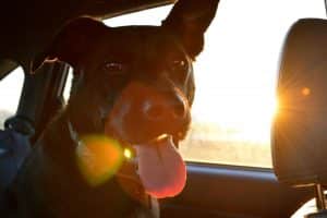 dog closeup in cat with sunset