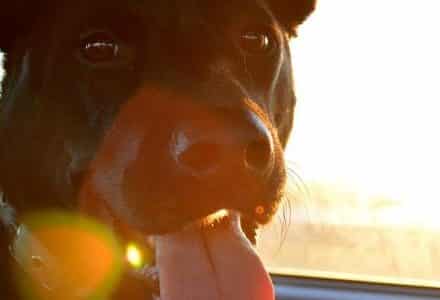 dog closeup in cat with sunset