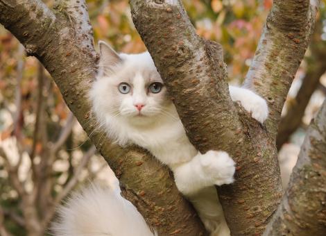 white cat with blue eyes laying in a tree