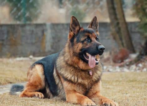 black and brown dog laying on grass with tongue hanging out