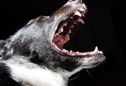 side on picture of dogs face with mouth wide open