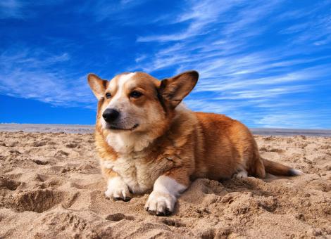 dog lying on sand with blue sky