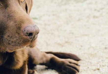 dog brown in the sand