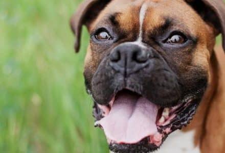 close up of dogs face with mouth open