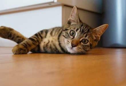 kitten playing on the floor