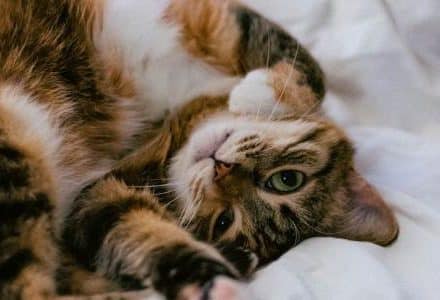 tabby car lying on back on bed