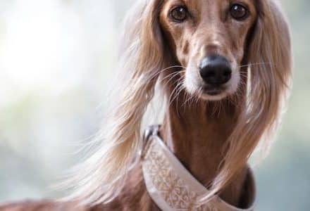 face of thin dog with long hairy ears