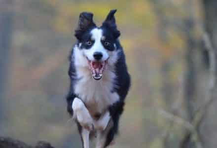 autumn dog running