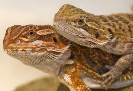 2 Bearded dragons