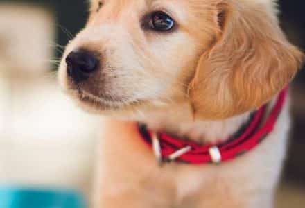 cute puppy dog