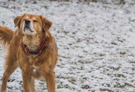 dog shaking in the snow