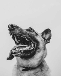 black and white german shepherd