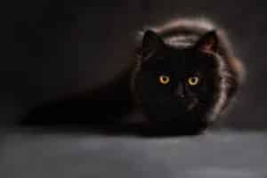 black fluffy cat crouched staring forward