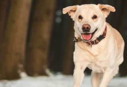 dog running towards camera