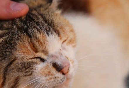 cat being stroked