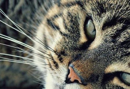 tabby cat closeup