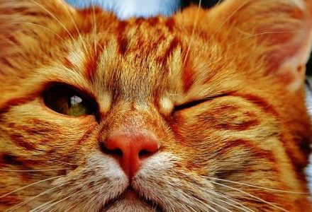 cat winking