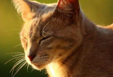 close up cat in the garden sunshine
