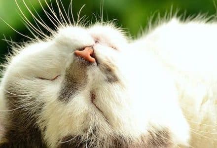 cat relaxing in the sun