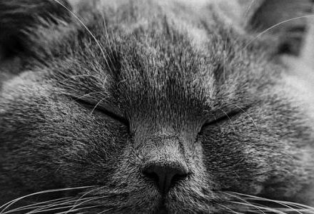 black and white cat with eyes closed