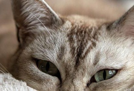 cat lying down in blanket