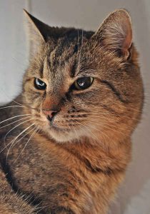 Cat looking over shoulder