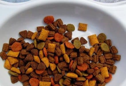 pet food bowl from above
