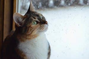 tabby cat looking out of window with rain on