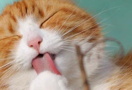 cat licking his poor